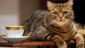 Proč kočky milují spát na kuchyňském stole a jak odstavit mazlíček z tohoto zvyku